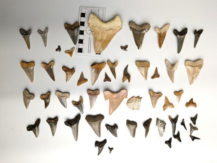 Haai - Fossiele tand - Megalodon, Verzamelen, Mineralen en Fossielen