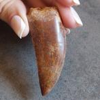 Dinosaurus - Fossiele tand - Gigantischer, Verzamelen