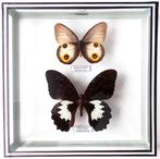 Vlinder Taxidermie volledige montage - Papilio aegeus - 22