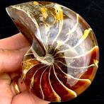 Fossiele Nautilus - Versteende schelp - Gefossiliseerde, Verzamelen, Mineralen en Fossielen