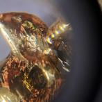 Argento 925. - Broche - Cammeo vintage, Antiek en Kunst