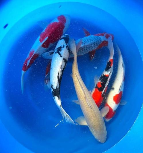 Hirasawa Marusei 45-55cm (Japanse Koi), Tuin en Terras, Vijvers, Nieuw, Ophalen of Verzenden