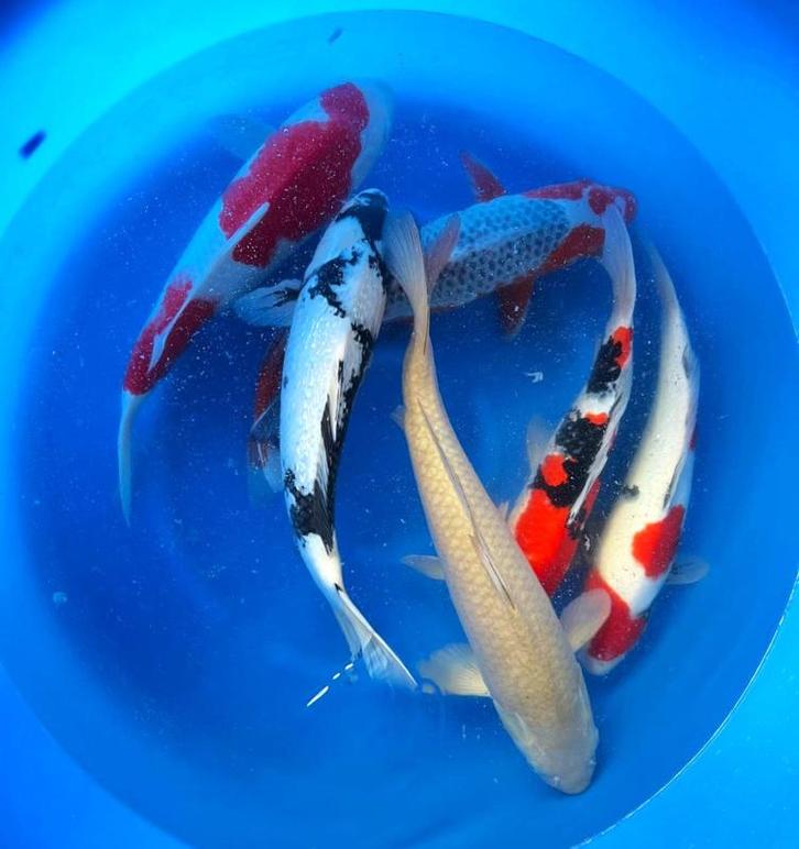 Hirasawa Marusei 45-55cm (Japanse Koi), Jardin & Terrasse, Étangs, Enlèvement ou Envoi