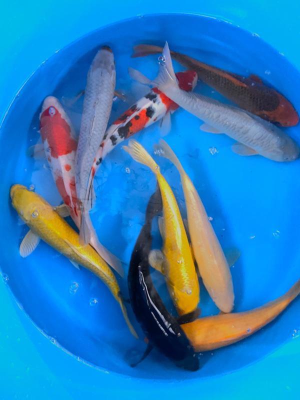 Hirasawa Marusei 29-34cm (Japanse Koi), Jardin & Terrasse, Étangs, Enlèvement ou Envoi