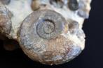 Bloc de 30 ammonites - Coquillage fossilisé - 19 cm - 19 cm