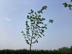 Bomen - Linde (x5), Tuin en Terras, Planten | Bomen