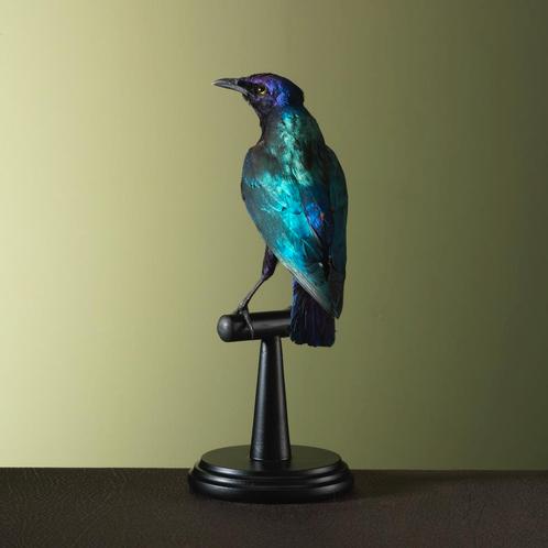 Glansspreeuw Taxidermie Opgezette Dieren By Max, Verzamelen, Dierenverzamelingen, Opgezet dier, Nieuw, Vogel, Ophalen of Verzenden