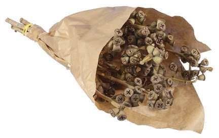 Eucalyptusklokjes op Tak Naturel 55cm, Huis en Inrichting, Woonaccessoires | Kunstplanten en Kunstbloemen, Nieuw