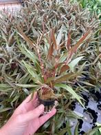 Alternanthera Rosaefolia (Aquariumplanten), Dieren en Toebehoren, Verzenden, Nieuw, Plant(en), Steen of Hout