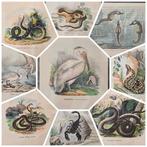 Lit. Petraroja - A. di Lorenzo dis. - Lot with 19