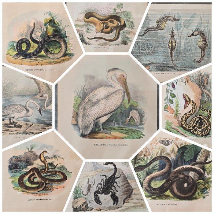 Lit. Petraroja - A. di Lorenzo dis. - Lot with 19, Antiquités & Art, Antiquités | Livres & Manuscrits