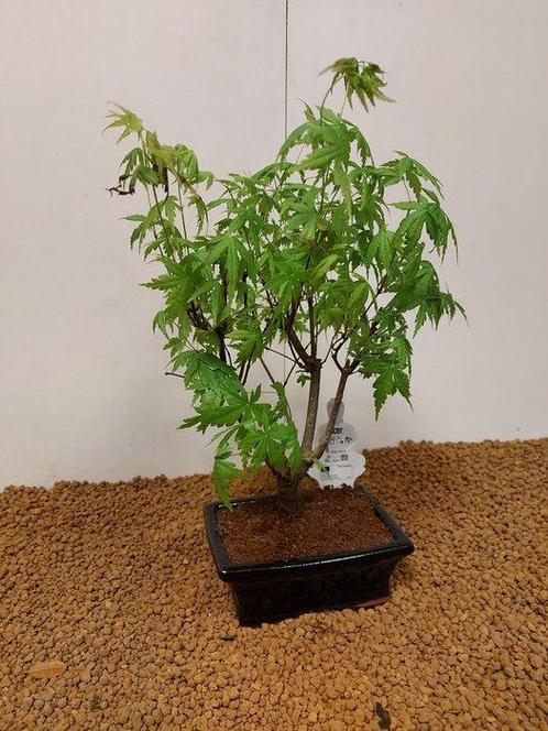 Japanese maple bonsai (Acer palmatum) - Hoogte (boom): 34 cm, Antiek en Kunst, Curiosa en Brocante