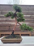 Jeneverbes bonsai (Juniperus) - Hoogte (boom): 37 cm -, Antiek en Kunst