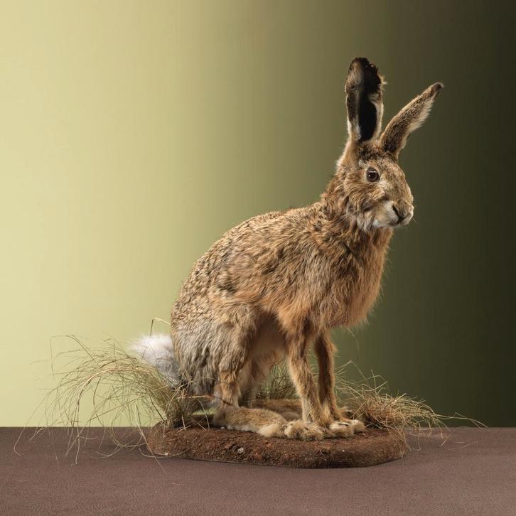 Haas Taxidermie Opgezette Dieren By Max, Verzamelen, Dierenverzamelingen, Opgezet dier, Nieuw, Wild dier, Ophalen of Verzenden