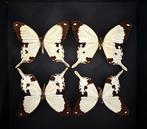 Vlinder Taxidermie volledige montage - Patchwork 4, Nieuw