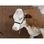 Voorleidhalster nylon zwart - kerbl, Dieren en Toebehoren
