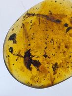 Birmese barnsteen - Barnsteen - Lotto 3 ambre con insetto, Collections