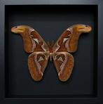 Vlinder Taxidermie volledige montage - Attacus atlas - 25 cm, Verzamelen, Nieuw