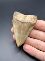 Haai - Fossiele tand - Carcharocles Carcharias - 7.1 cm - 5