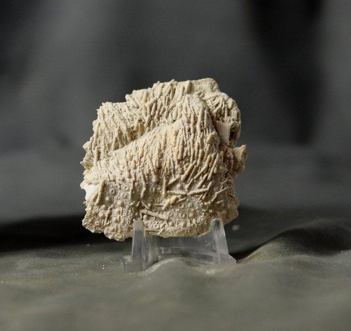 Echinoid met zijn stekels - op plaat - Gefossiliseerd dier -, Verzamelen, Mineralen en Fossielen