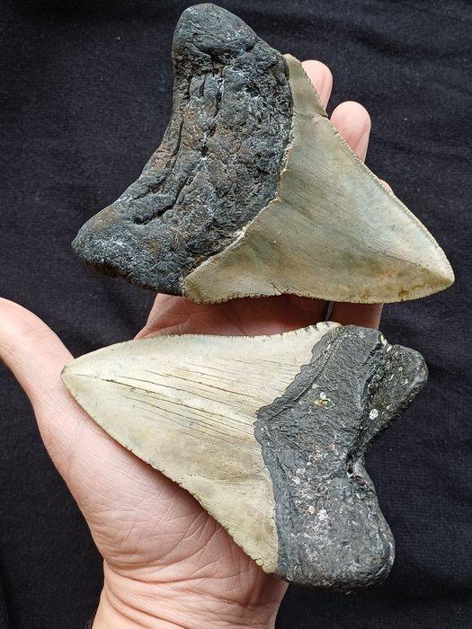 Megalodon - Fossiele tanden (Zonder minimumprijs), Verzamelen, Mineralen en Fossielen