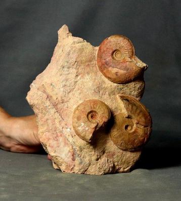 Le plus beau et le plus coloré cimetière dammonites