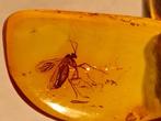 Zeer mooie, heldere insect in een Baltisch amber cabochon. -, Verzamelen, Mineralen en Fossielen