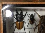 Scarabées rhinocéros, scarabées feuille, bugs aquatiques, Collections, Collections Animaux
