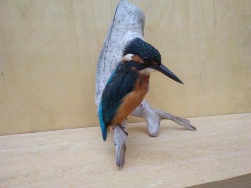 Vintage Europese ijsvogel - jaren 90 - Taxidermie volledige, Verzamelen, Dierenverzamelingen