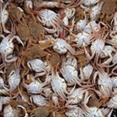 Shrimpfood Frozen Crab - 500 g, Dieren en Toebehoren, Overige Dieren