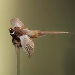 Fazant Vliegend Taxidermie Opgezette Dieren By Max, Verzamelen, Ophalen of Verzenden, Nieuw, Vogel, Opgezet dier