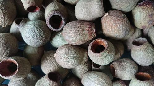 Euc. bells Gum Bell LOS kleinverp 10 st Euc. bells, Hobby en Vrije tijd, Knutselen, Nieuw