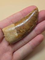 Carcharodontosaurus - Gefossiliseerd dier -