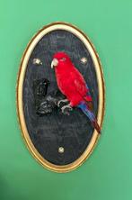 Rode Lori Taxidermie volledige montage - Eos bornea - with