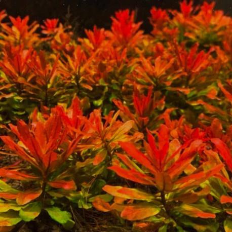 Ludwigia sphaerocarpa Pilosa in-vitro, Dieren en Toebehoren, Vissen | Aquaria en Toebehoren, Nieuw, Verzenden