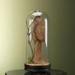Bayawever Nest in Stolp Taxidermie Opgezette Dieren By Max, Ophalen of Verzenden, Nieuw, Wild dier, Opgezet dier