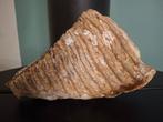 Wolharige mammoet - Fossiele kies - 25 cm - 8 cm, Verzamelen, Mineralen en Fossielen