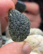 Moldaviet uit Chlum, Zuid-Bohemen - Hoogte: 36 mm - Breedte:, Verzamelen, Mineralen en Fossielen