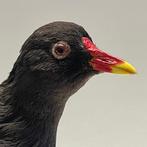Waterhoen + Jong Taxidermie volledige montage - Gallinula, Verzamelen, Nieuw