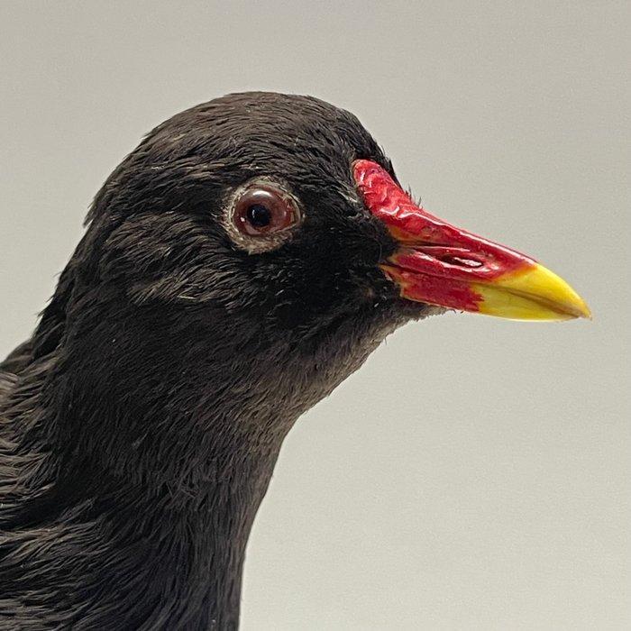 Waterhoen + Jong Taxidermie volledige montage - Gallinula, Verzamelen, Dierenverzamelingen