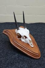 Steenbok Schedel - Raphicerus campestris - 0 cm - 0 cm - 0, Nieuw