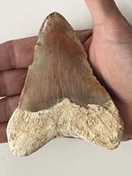 Megalodon tand 10,8 cm - Fossiele tand - Carcharocles, Verzamelen, Mineralen en Fossielen
