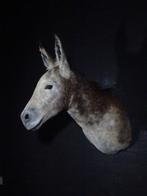 African Wild Donkey Taxidermie wandmontage - Equus africanus, Nieuw