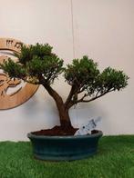 Syzygium - Hauteur (arbre) : 37 cm - Profondeur (arbre) : 45