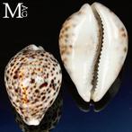 Cypraea Tigris – coquillage Tiger Cowrie – Enchère sans