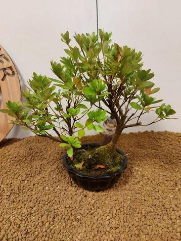 Azalea bonsai (Rhododendron) - Hoogte (boom): 26 cm - Diepte