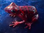 sculptuur, Poison Red Frog - 15 cm - Brons