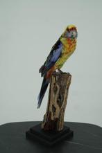 Prachtrosella op houten sokkel Taxidermie volledige montage, Verzamelen, Dierenverzamelingen, Nieuw