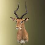 Impala Taxidermie Opgezette Dieren By Max, Ophalen of Verzenden, Nieuw, Wild dier, Opgezet dier