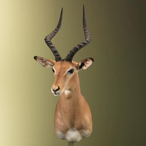 Impala Taxidermie Opgezette Dieren By Max, Verzamelen, Dierenverzamelingen, Opgezet dier, Nieuw, Wild dier, Ophalen of Verzenden